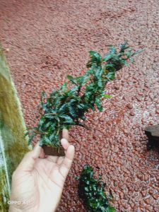 buchepalandra media akar kayu raksamala.tanaman aquascape