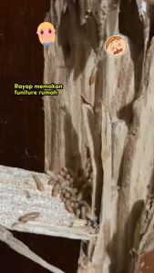 RayKiller Obat Pembasmi Rayap Spray Efektif Melindungi Furnitur Kayu Rumah
