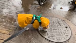 ชุดกันฝนสัตว์เลี้ยง ลดอาการแพ้ผิวหนังจากวามชื้น ชุดกันฝนหมา