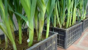 (60 SEEDS) ONION LEEKS SEEDS/BIG GREEN/HYBRID/FOR PLANTING/EASY TO GROW