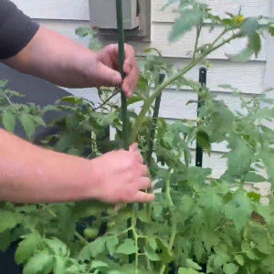 ปีนเขาและคลิป 1.8m/2.1m Plant Garden Stakes แกนเหล็ก + การเคลือบพลาสติกสีเขียว เส้นต่อต้านลื่นลื่น เสาปีนเขาที่มีเคล็ดลับแหลมใส่เข้าไปในดิน ตั้งค่าด้วยคลิป เหมาะสำหรับผักดอกไม้ผลไม้และพืชปีนเขาอื่น ๆ ตัวยึดพืช เสา