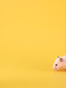 Josanty Hamster feed อาหารแฮมเตอร์สูตรผสมวอลนัท เหมาะกับพันธ์เล็ก และพันใหญ่ ปริมาณ450กรัม