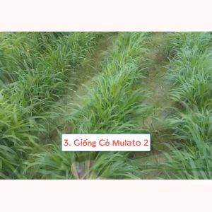 Hạt giống cỏ chăn nuôi Mulato II (100G)Cỏ Sả Dinh Dưỡng lá lớnnãy mầm đềuphát triển nhanh