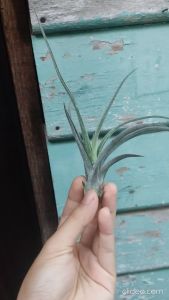 Tillandsia Sitting Pretty / Air plant / 空气凤梨 / 空气草- 坐美人