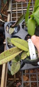 vũ nữ tề thiên 3 râu lá vân đẹp cứng khỏe cây trưởng thành sắp hoa