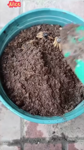 Bộ 6 củ giông hoa mao lương nhiêu màu- đỏ vàng trắng tím cam hồng-6 viên nén ươm củ