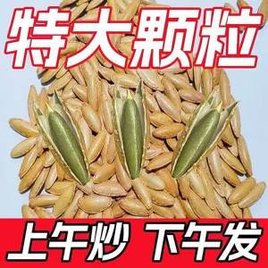 Top Grade Xinjiang Pumpkin Seeds Long Kernel