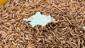 Live Mini Mealworms  around 1cm size
