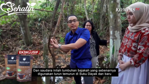 Teh Kayu Bajakah Asli Kalimantan Kualitas TERBAIK Herbal Kayu Akar Bajakah