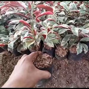 Bibit Tanaman Bunga Sambang Darah Merah Cantik