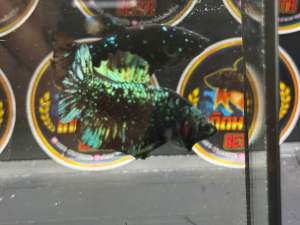 🐟🐟🐟(ลงเมื่อ15/01/69)05ป ล า กั ด แบล็คสตาร์ละอองดาวยิบๆ งานคู่ผู้เมีย(รับประกันสินค้าตรงปก)