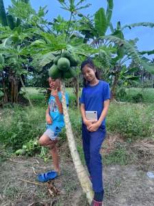 papaya seeds binhi fruit vegetable outdoor garden plant