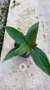 Cây Hòn Ngọc Viễn Đông (Mini) - Tổng thể tầm 20-30 cm - Kiểng lá sang trọng!