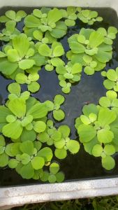 Combo 4 cây bèo Tai Tượng  rễ dài thủy sinh lọc nước nuôi cá khỏe