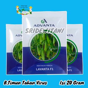Benih Bibit Timun Tahan Virus LAVANTA F1 Isi 20 Gram ADVANTA Setara SEMI Bintang Asia