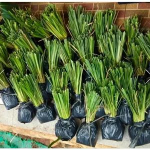 Paket Vetiver 20 Batang Rumput Vetiver Pencegah Longsor Akar Wangi