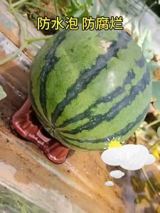 10/30/50PC Dukungan Buah Semangka Melon Labu / Nampan Tempat Menanam Buah / Bernapas dan Anti Membusuk