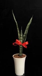 LAMOLEK FENGSHUI SANSEVIERIA TRIFASCIATA/BLACK CORAL/SNAKE PLANT-INDOOR LIVE PLANT/AIR PURIFYING PLANT-MEDIUM SIZE INDOOR PLANT HEIGHT MORE THAN 53CM