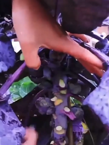 Benih Brussel Sprout Kubis Brussels 250 Butir Bibit Sayuran Unggul Berdaya Tumbuh Tinggi Cocok Ditanam Di Pot Pekarangan Rumah