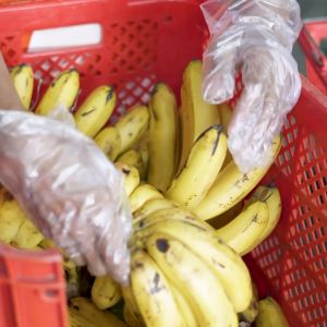 Sukigrocer Calamansi 90-100g / 230-250g