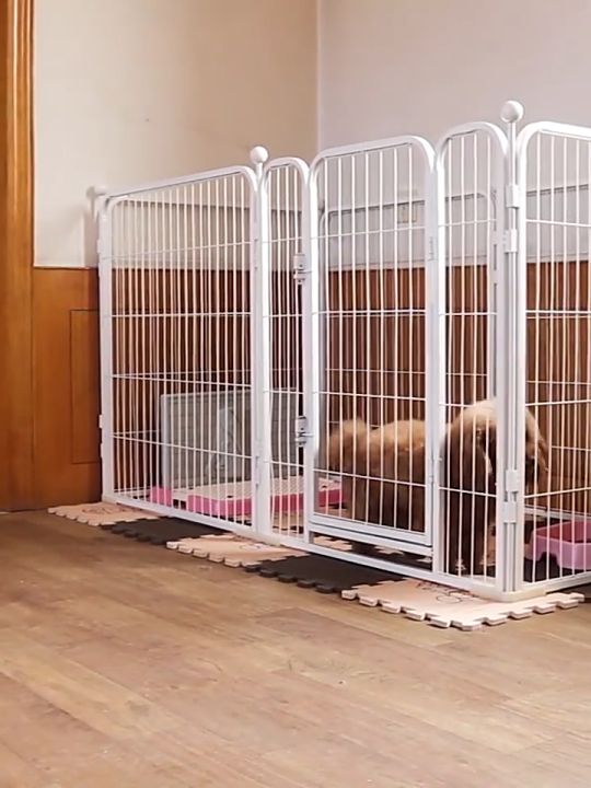 DIY Dog fence pet fence indoor outdoor dog cage kennel fence isolation pet cage cat rabbit Black White convenience High quality Lazada PH