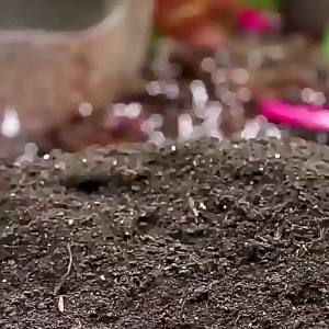 Tanah organik untuk tanaman succulent soil garden soil organic soil for plant potting mix soil 多肉泥土富貴 花 泥土种菜种花种植土黑土营养土通用型有机家用养花种菜多肉绿萝种植土壤自发酵专用土