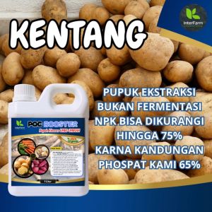 INTERFARM POC Booster Pupuk Cair Organik untuk Tanaman Kentang - Nutrisi Terlengkap