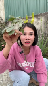 Xịt đặc trị rệp sinh học trị rệp sáp rệp xanh đen rệp vàng cho cây cảnh Faster500ml - HƯƠNG SEN