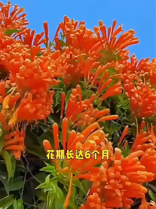 Firecracker Flower Seed 炮仗花种子 鞭炮花 阳台悬挂室外爬藤植物 Balcony Hanging Outdoor Climbing Vine Plant Four Seasons Flowering Long Vine Flower Seed四季开花长藤花卉种籽