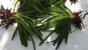 Lan rừng đuôi chồn xanh hướng lá chỉ thiên lá xếp cây nhanh ra rễ