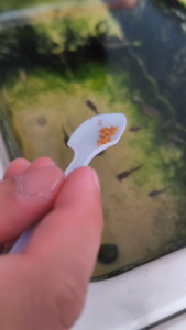 Cám dinh dưỡng GTS - Giàu dinh dưỡng hạt mịn và lớn - GTS12