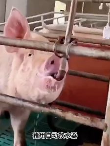 (COD)ก๊อกน้ำหมู ก๊อกหมู สแตนเลสแท้ ทองแดง1ชุด10 ชิ้น ขนาด 4 หุน (1/2 นิ้ว) จุ๊บหมู จุกดูดน้ำหมู