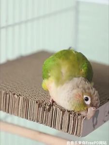 Interactive Bird Toy Corrugated Paper Chewing Board for Cockatiel Budgie Biting Training Enrichment Cage Accessory Durable