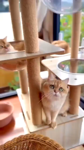 Premium Large Cat Tree House Wood Cat Condo Bed Scratcher House Cat Tower Hammock Cat Climbing Cat Scratcher House