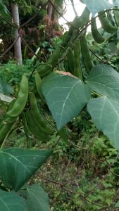 SULIT PACK! HYBRID PATANI/LIMA BEAN SEEDS (3pcs seeds) HIGH YIELD/EAST TO GROW