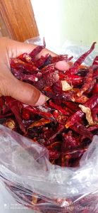 MURAH CABE/CENGEK JAPLAK KERING ( 1KG ) TANPA TANGKAI CABE PEDAS