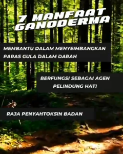 GANODERMA EXCELLIUM (30/90 caps) gano excel original