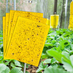 HUAZINIAO | Fly Traps Mosquito and Insect Sticky Board