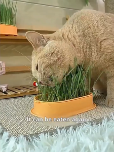 Cat Grass Box Soilless Hydroponic Planting Pot With Seeds Easy to Grow Cat Hairball Relief Treats