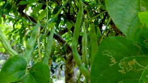 BAGUIO BEANS SEEDS (20pcs seeds) HYBRID/EASY TO GROW/HIGH YIELDING Baguio Bean Bean Bag Bean Price - Lazada