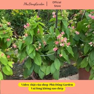 Hoa Sử Quân Tử cao 80 - 1m leo giàn đã có hoa | Lỗi 1 đổi 1 leo giàn cổng hàng rào cực đẹp phù hợp mọi khí hậu