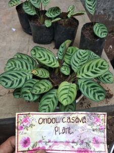 calathea sepat