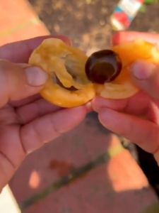 Bibit Tanaman Buah Leci Biwa Super Manis