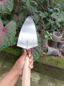 cetok aali galur ukuran 25cm