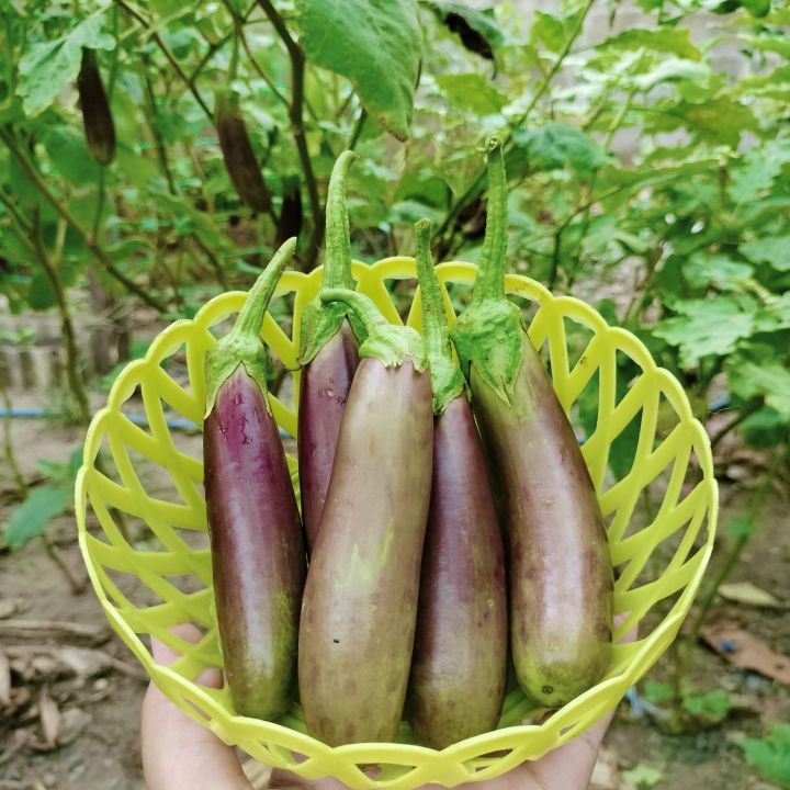 เมล็ดมะเขือม่วงลิง 100 เมล็ด | Lazada.co.th