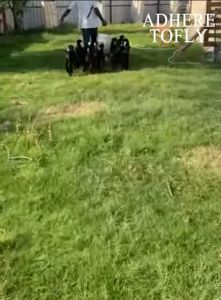 จุกนมแพะ จุกนมแกะ จุกป้อนนมสัตว์ ขวดนมสัตว์ ส่งในไทย