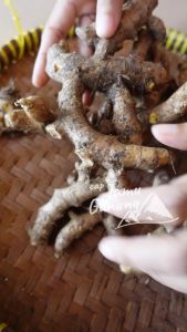 Temu Mangga Segar & Obat Tradisional dari Gunung Kidul