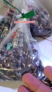 Benih Sawit PPKS Yangambi Hijau Unggul untuk Pertanian