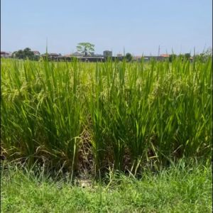 Padi Rojolele Rojo Lele