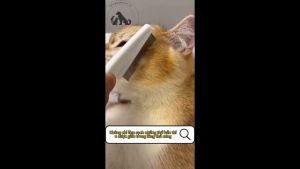 Lược Chải Ve Chấy Rận Cho Chó Mèo